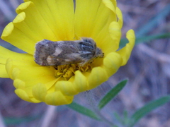 Heliothodes diminutiva