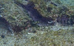 Halichoeres nicholsi