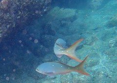 Cephalopholis colonus