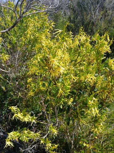 Image of Anthocercis littorea by (c) naturewatchwidow, some rights reserved (CC BY)