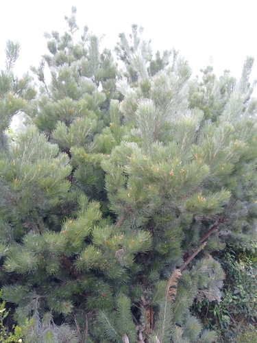 Image of Woolly Bush (Adenanthos sericeus) by (c) naturewatchwidow, some rights reserved (CC BY)