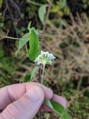 Lantana peduncularis