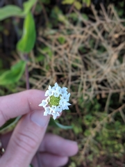 Lantana peduncularis