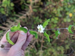 Lantana peduncularis