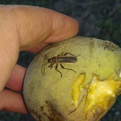 Stenomacra marginella