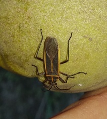 Stenomacra marginella