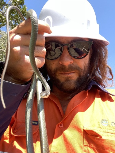 Common Tree Snake sighting