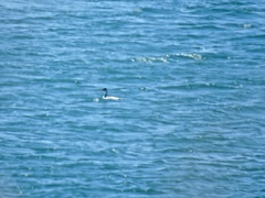 Aechmophorus occidentalis