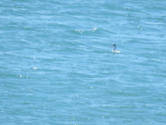 Aechmophorus occidentalis