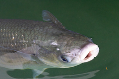 Thick-Lipped Mullet photo 3