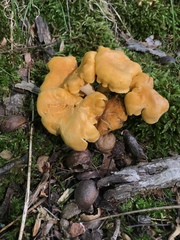Cantharellus flavolateritius