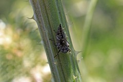 Lystridea