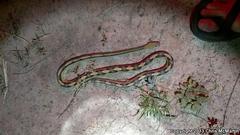 Bogertophis subocularis subocularis