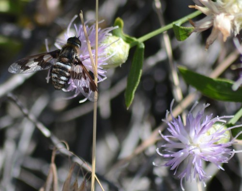 Hermit Bee Fly