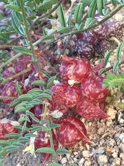 Astragalus lentiginosus semotus