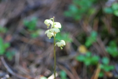 Pyrola chlorantha