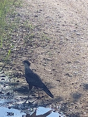 Caracara plancus image