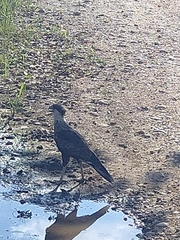 Caracara plancus image