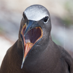 Brown Noddy photo 5