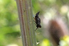 Lystridea