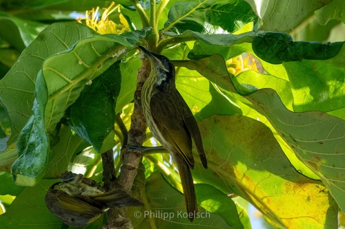 Varied Honeyeater
