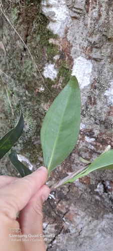Image of Anthurium scandens by (c) Rafael Silva, some rights reserved (CC BY-SA)