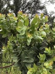 Arctostaphylos refugioensis