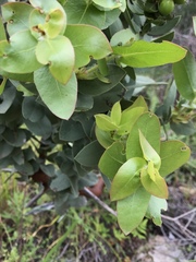 Arctostaphylos refugioensis