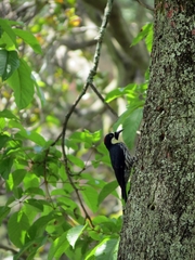 Melanerpes formicivorus flavigula