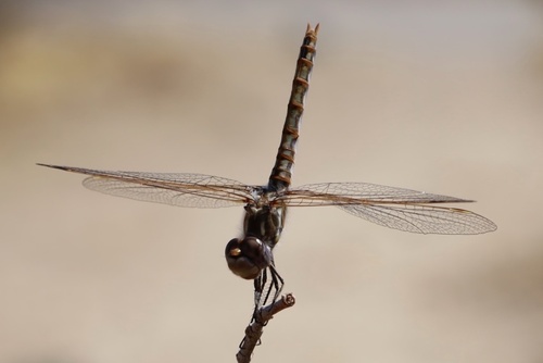 Variegated Meadowhawk photo 3