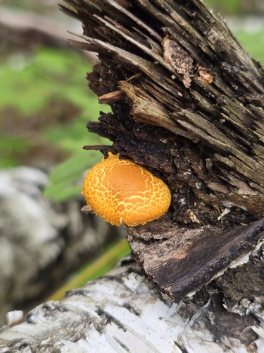 Phaeomarasmius proximans