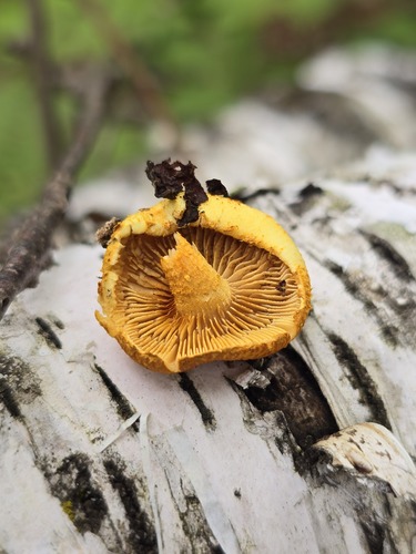 Phaeomarasmius proximans (Photo 2 of 4)