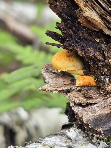 Phaeomarasmius proximans (Photo 3 of 4)