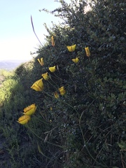 Calochortus weedii weedii