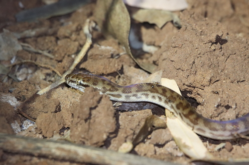 Children's Python