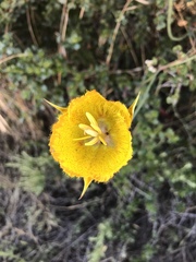 Calochortus weedii weedii