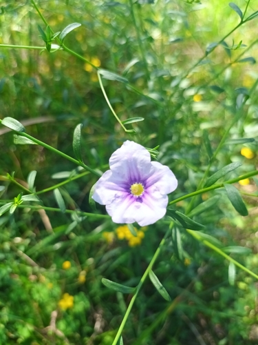 Image of Nierembergia scoparia by (c) Ivan Grela, some rights reserved (CC BY)