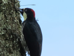 Melanerpes formicivorus flavigula
