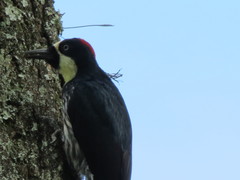 Melanerpes formicivorus flavigula