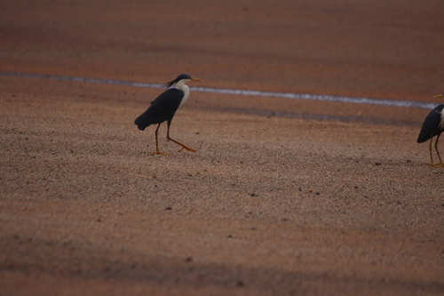 Pied Heron