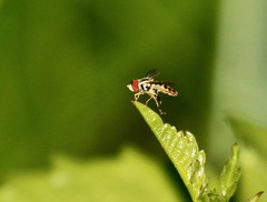 Toxomerus geminatus
