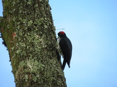 Melanerpes formicivorus flavigula
