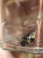 Triepeolus remigatus