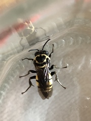 Triepeolus remigatus