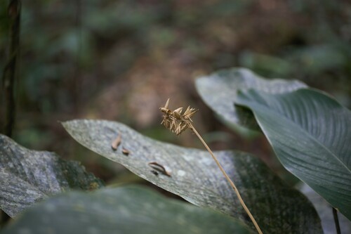 Goeppertia elliptica (Goeppertia elliptica)