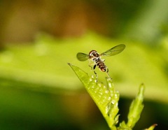 Toxomerus geminatus