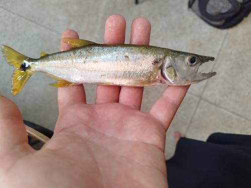 Freshwater barracuda (Acestrorhynchus lacustris) — Acestrorhynchidae