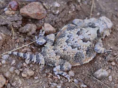 Desert Horned Lizard