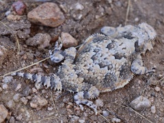 Desert Horned Lizard photo 3