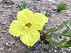 Oenothera lavandulifolia